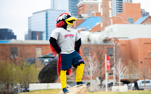 Rowdy the Roadrunner standing on a rock