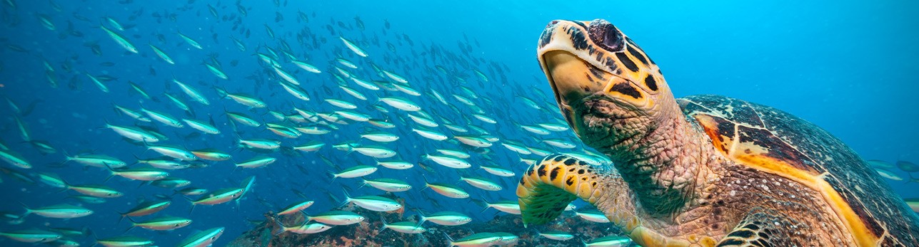 turtle swimming with fish