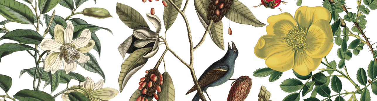 Botanical Illustration: Shakespeare’s Gardens