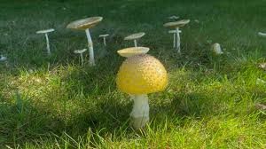 A group of mushrooms, with a prominent yellow one in the foreground, grows amidst lush green grass, creating a serene natural scene in sunlight.