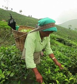 Masters of Tea