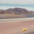 Desert Portraits: Tales from the Altiplano