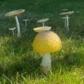 A group of mushrooms, with a prominent yellow one in the foreground, grows amidst lush green grass, creating a serene natural scene in sunlight.