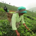 Masters of Tea